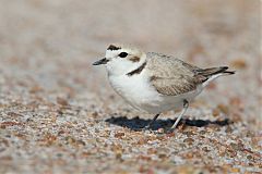 Snowy Plover